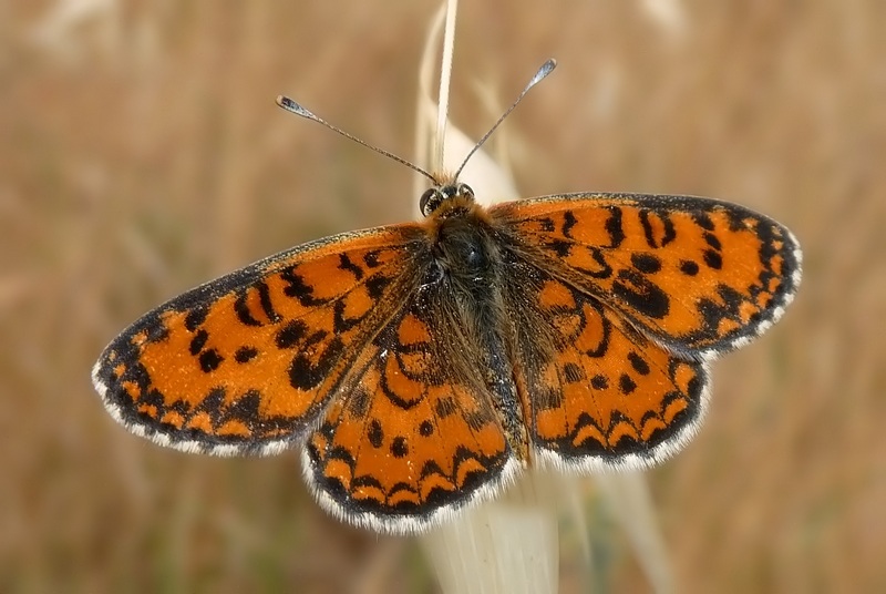 ibrido Melitaea trivia X Melitaea didyma???????